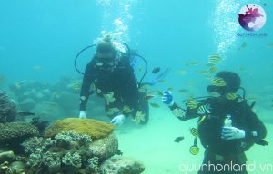 Lặn san hô ở Kỳ Co - Ảnh: Nguyễn Dũng