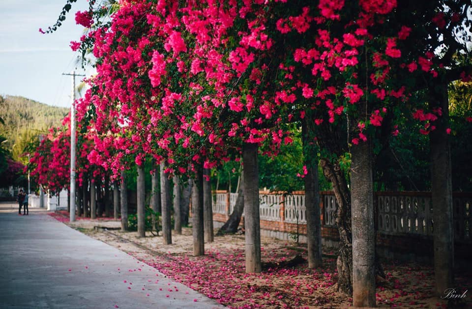 Check in Quy Nhơn nhất định phải ghé thăm ngôi làng này