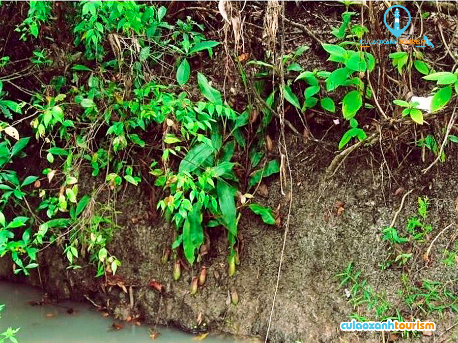 Cây nắp ấm mọc đầy ven con suối nước nóng Hội Vân - Ảnh: Dungsawaco
