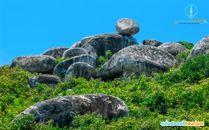 Tảng đá nằm trên ngọn đồi gần khu vực “bãi thảo nguyên”, nơi đang là nghĩa trang của đảo. Trên thế giới có nhiều tảng đá nổi tiếng vì tồn tại theo kiểu thách thức trọng lực, với kích tấc lớn hơn như Kummakivi (Phần Lan), Peyro Clabado (Pháp), Krishna’s Butterball (Ấn Độ)…  Mảnh đá nứt vỡ gần như hoàn toàn nhưng vẫn không rơi xuống, nằm gần khu quân sự của đảo. Mảnh đá nứt vỡ gần như hoàn toàn nhưng vẫn không rơi xuống, nằm gần khu quân sự của đảo.  Khu vực này chưa có tên chính thức nhưng thường được người dân địa phương và khách du lịch gọi là “rừng đá”. Khu vực này chưa có tên chính thức nhưng thường được người dân địa phương và khách du lịch gọi là “rừng đá”.  Anh Nguyễn Vinh Niên, một người dân khác cho biết, hồ hết tảng đá đều nằm trên những ngọn đồi cao từ 10 đến 20 m, khách du lịch khó tiếp cận. “Nếu những hòn đá này ở thấp một tí có thể đã nổi tiếng vì mọi người check-in nhiều”, anh Niên nói. Anh Nguyễn Vinh Niên, một người dân khác cho biết, hồ hết tảng đá đều nằm trên những ngọn đồi cao từ 10 đến 20 m, khách du lịch khó tiếp cận. “Nếu những hòn đá này ở thấp một tí có thể đã nổi tiếng vì mọi người check-in nhiều”, anh Niên nói.  Thuộc xã đảo Nhơn Châu, Cù Lao Xanh rộng khoảng 400 ha, nổi tiếng bởi cảnh đẹp hoang sơ cùng những rạn san hô đầy màu sắc gần bờ. Địa điểm được nhiều người du khách lựa chọn khi tới đây là khu dã ngoại Cù Lao Xanh, do bãi cát trắng, nhiều san hô, ít tàu thuyền của ngư gia và có sẵn các dịch vụ bơi lặn, ăn uống trên bờ. Thuộc xã đảo Nhơn Châu, Cù Lao Xanh rộng khoảng 400 ha, nổi tiếng bởi cảnh đẹp hoang sơ cùng những rạn san hô đầy màu sắc gần bờ. Địa điểm được nhiều người du khách lựa chọn khi tới đây là khu dã ngoại Cù Lao Xanh, do bãi cát trắng, nhiều san hô, ít tàu thuyền của ngư gia và có sẵn các dịch vụ bơi lặn, ăn uống trên bờ.  Điểm tham quan nổi tiếng nhất trên đảo là đèn biển Cù Lao Xanh, thuộc top 5 ngọn đèn biển trên 100 tuổi ở Việt Nam, do tổ chức Kỷ lục Việt Nam xếp hạng. Công trình do người Pháp xây dựng năm 1890, nằm ở độ cao 119 m so với mực nước biển, riêng phần tháp đèn cao 16,5 m. Hình ảnh ngọn đèn biển này từng xuất hiện trong bộ tem đèn biển Việt Nam phát hành năm 1992. Điểm tham quan nổi tiếng nhất trên đảo là đèn biển Cù Lao Xanh, thuộc top 5 ngọn đèn biển trên 100 tuổi ở Việt Nam, do tổ chức Kỷ lục Việt Nam xếp hạng. Công trình do người Pháp xây dựng năm 1890, nằm ở độ cao 119 m so với mực nước biển, riêng phần tháp đèn cao 16,5 m. Hình ảnh ngọn đèn biển này từng xuất hiện trong bộ tem đèn biển Việt Nam phát hành năm 1992.  Toàn cảnh khu “rừng đá” nhìn từ đèn biển Cù Lao Xanh. Khách tới tham quan tháp đèn phải trả phí 10.000 đồng một người. Khu vực này đóng cửa vào buổi tối và mở cửa trở lại vào khoảng 5h30 sáng. Du khách có thể tới đây để ngắm ánh rạng đông trên đảo. Toàn cảnh khu “rừng đá” nhìn từ đèn biển Cù Lao Xanh. Khách tới tham quan tháp đèn phải trả phí 10.000 đồng một người. Khu vực này đóng cửa vào buổi tối và mở cửa trở lại vào khoảng 5h30 sáng. Du khách có thể tới đây để ngắm ánh rạng đông trên đảo.  Đảo Cù Lao Xanh hiện có khoảng 500 hộ dân, đa phần đều làm nghề đánh bắt hải sản gần bờ. Trong ảnh là cảng cá lớn nhất đảo, nơi tập trung tàu thuyền của ngư gia và tàu du lịch chở khách tham quan. Đảo Cù Lao Xanh hiện có khoảng 500 hộ dân, đa phần đều làm nghề đánh bắt hải sản gần bờ. Trong ảnh là cảng cá lớn nhất đảo, nơi tập trung tàu thuyền của ngư gia và tàu du lịch chở khách tham quan.  Một bữa trưa dành cho khách du lịch thường có các món như ốc mặt trăng hấp, sò nướng, cá thòi lòi biển… do người dân đánh bắt trực tiếp quanh đảo. Một bữa trưa dành cho khách du lịch thường có các món như ốc mặt trăng hấp, sò nướng, cá thòi lòi biển… do người dân đánh bắt trực tiếp quanh đảo.  Có hai cách để đến Cù Lao Xanh là đi tàu cao tốc hoặc lên thuyền đánh cá của ngư gia, tất cả đều lên đường từ bến Hàm Tử, TP Quy Nhơn.  Tour 750.000 đồng một người, đi về trong ngày, gồm dịch vụ xe điện đón đưa, tàu cao tốc khứ hồi, bữa trưa trên đảo và lặn ngắm san hô. thời kì vận chuyển từ bến tàu ra đảo khoảng 40 phút mỗi lượt.  Nếu chọn thuyền của ngư gia, thời kì ra đảo có thể mất 2-3 giờ nhưng giá rẻ hơn, tuỳ thoả thuận của từng người và không có dịch vụ kèm theo. Hiện người dân trên đảo Cù Lao Xanh vẫn dùng điện máy phát với thời kì sử dụng theo giờ (9h – 15h, 17h – 23h), khách muốn ngủ lại qua đêm trên đảo nên lưu ý để tận hưởng chuyến đi trọn vẹn nhất. Có hai cách để đến Cù Lao Xanh là đi tàu cao tốc hoặc lên thuyền đánh cá của ngư gia, tất cả đều lên đường từ bến Hàm Tử, TP Quy Nhơn. Tour 750.000 đồng một người, đi về trong ngày, gồm dịch vụ xe điện đón đưa, tàu cao tốc khứ hồi, bữa trưa trên đảo và lặn ngắm san hô. thời kì vận chuyển từ bến tàu ra đảo khoảng 40 phút mỗi lượt. Nếu chọn thuyền của ngư gia, thời kì ra đảo có thể mất 2-3 giờ nhưng giá rẻ hơn, tuỳ thoả thuận của từng người và không có dịch vụ kèm theo. Hiện người dân trên đảo Cù Lao Xanh vẫn dùng điện máy phát với thời kì sử dụng theo giờ (9h – 15h, 17h – 23h), khách muốn ngủ lại qua đêm trên đảo nên lưu ý để tận hưởng chuyến đi trọn vẹn nhất.  Theo Kiều Dương/Vnexpress  *** Tham khảo: Cẩm nang du lịch Du Lịch Quy Nhơn – V Tour  July 2, 2019  0SHARES LEAVE A REPLY Comment* Name* Email* Website Save my name, email, and website in this browser for the next time I comment. - Anhr Internet 